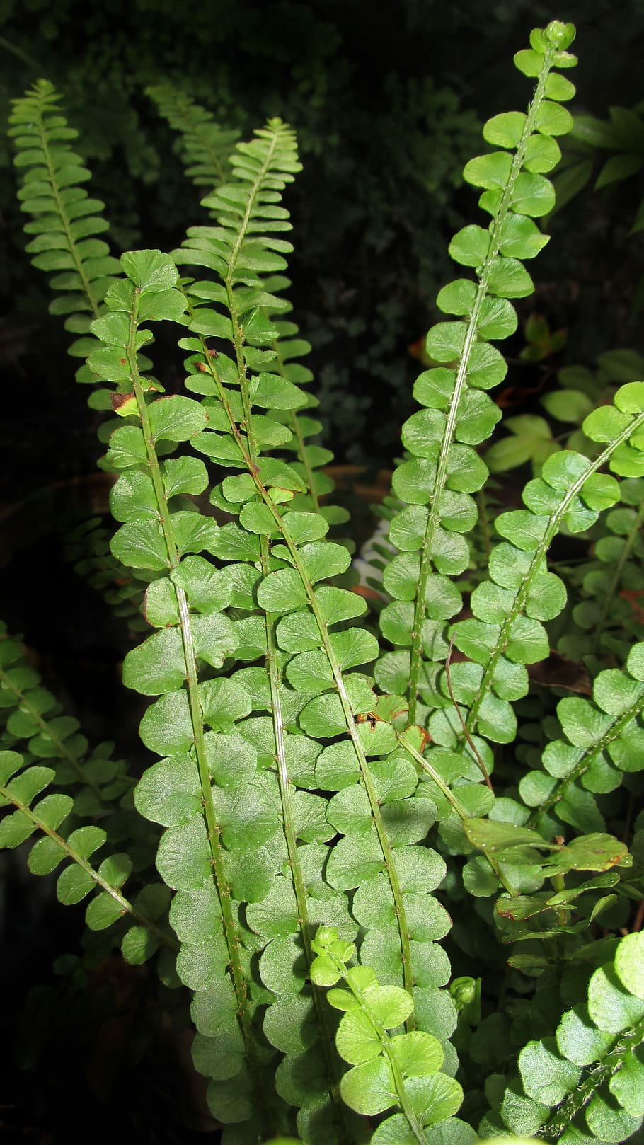fern, flora, leaf, nature, plant, plant part, green color, growth HD wallpaper