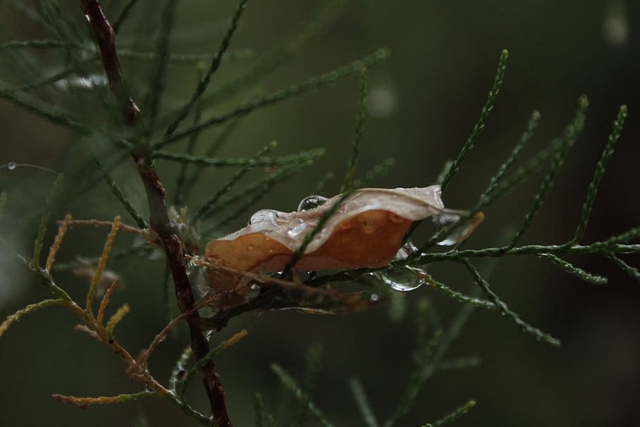 drops, tree, leaf, close-up, plant, one animal, invertebrate HD wallpaper