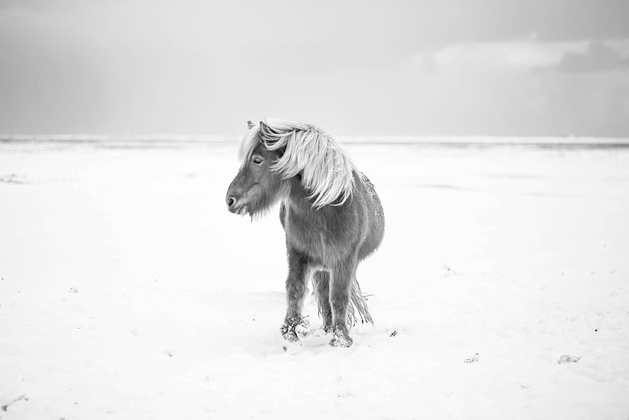 greyscale photography of pony on open field, grayscale on horse standing on ground