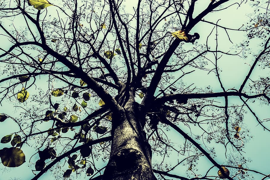 tree, branch, nature, wood, low angle view, plant, bird, vertebrate HD wallpaper