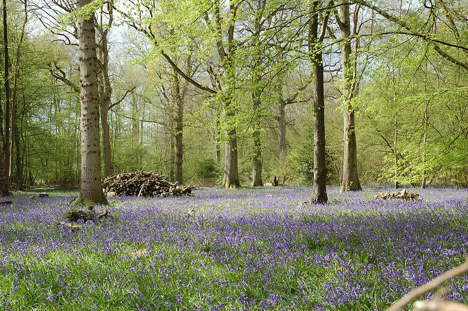 Bluebells, Forest, Woods, Capel, woodland, countryside, flowers HD wallpaper