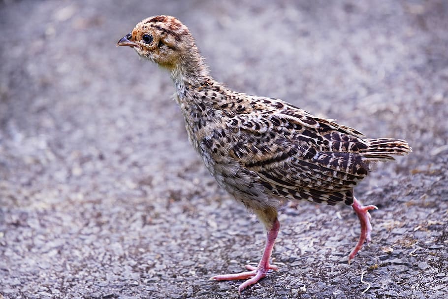 selective focus photography of brown chicken chick, pheasant chick HD wallpaper