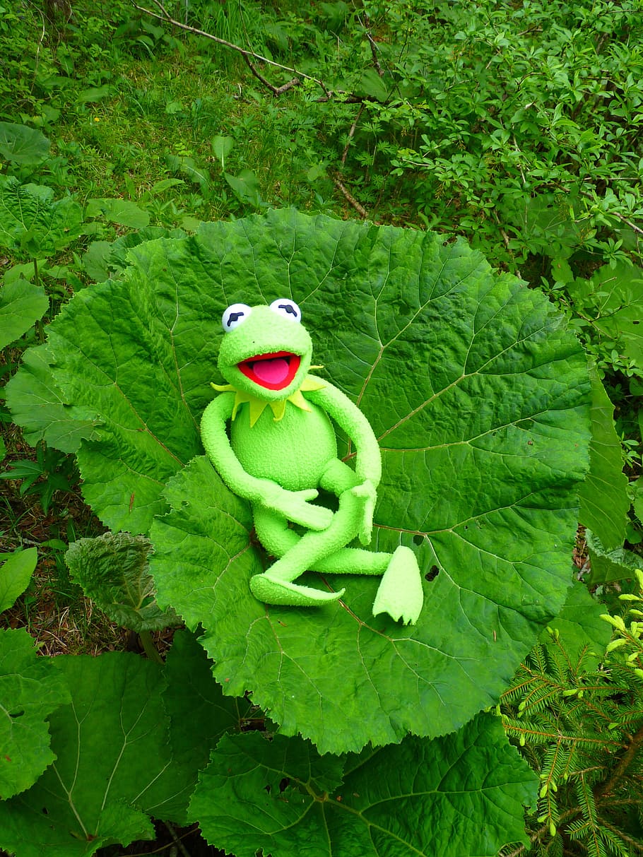 Butterbur, Leaf, Nature, Frog, large, kermit, rest, green color, HD wallpaper