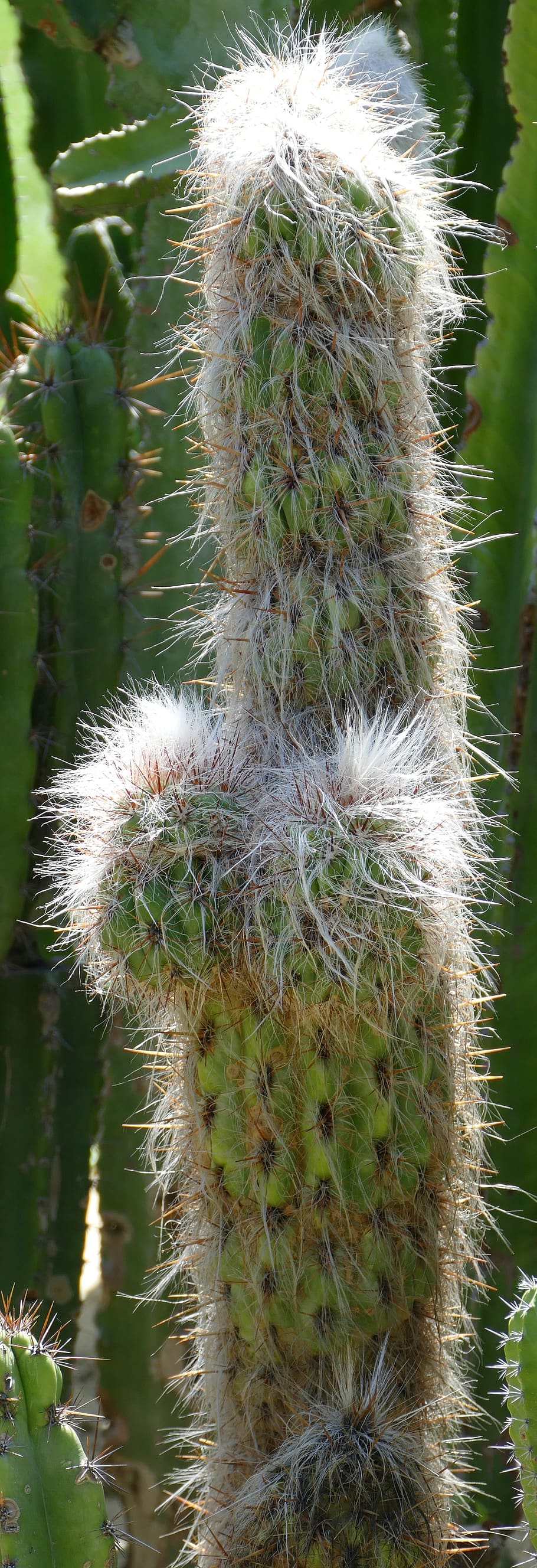 cactus, hairy, spur, plant, focus on foreground, no people HD wallpaper
