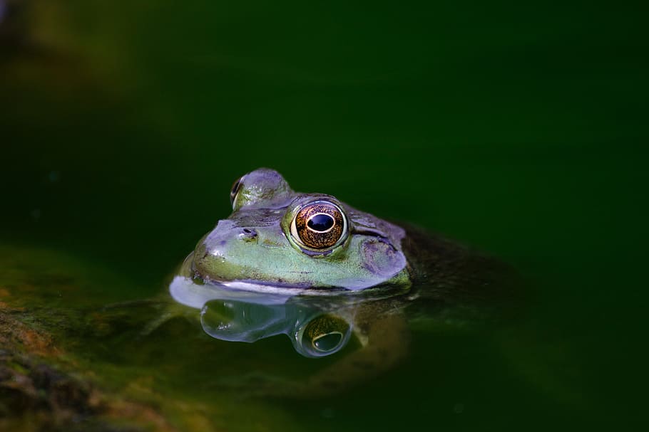 green, water, reflection, nature, frog, amphibians, animals HD wallpaper