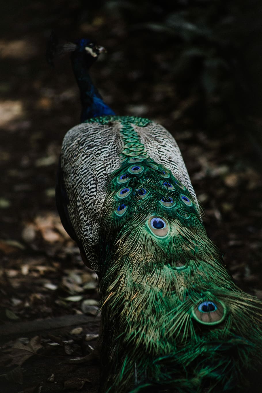shallow focus photography of peafowl, blue, green, and white peacock standing on brown soil HD wallpaper