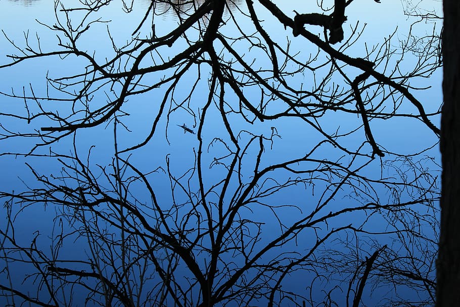 Water, Mirror Image, Twilight, tree, nature, branch, sky, silhouette HD wallpaper