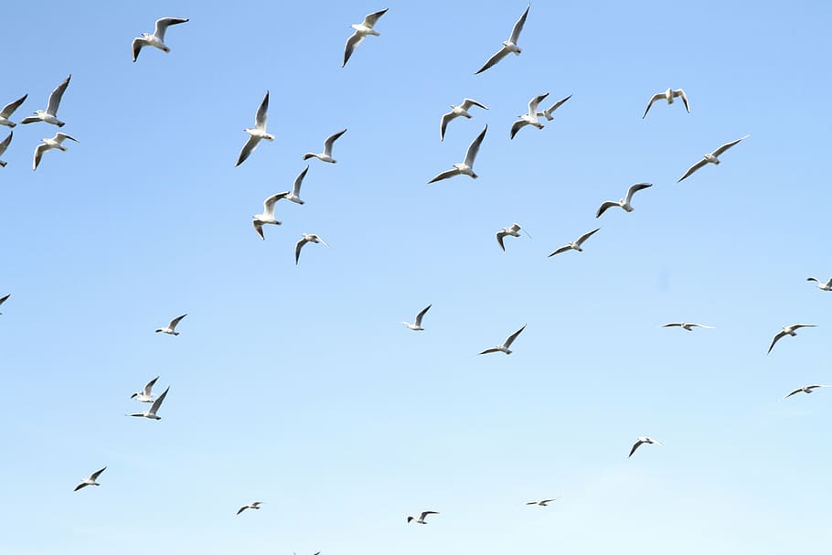 seagull, bird, blue, sky, animal, nature, wildlife, flying HD wallpaper