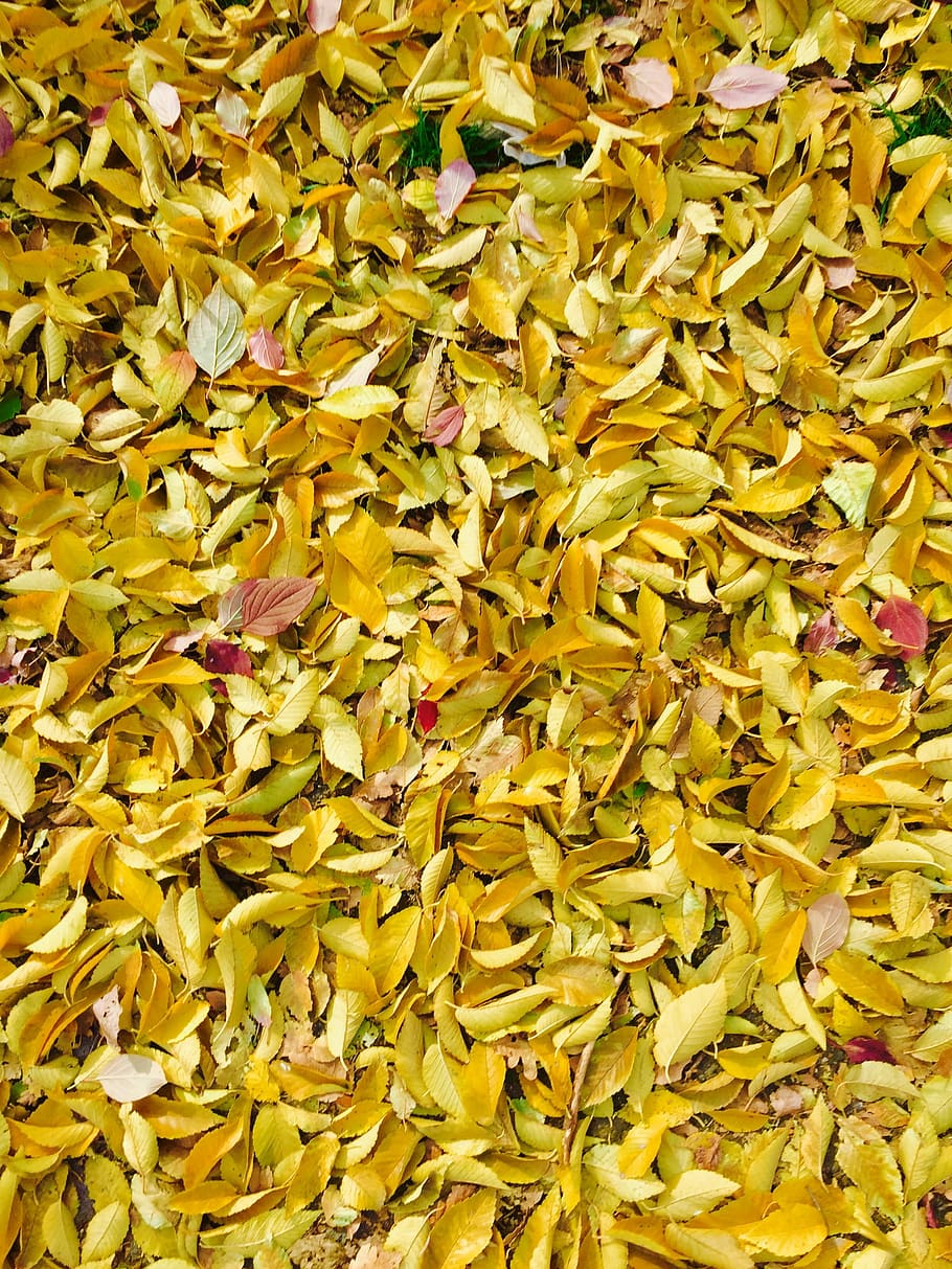 Autumn, Leaves, Background, Fall, Nature, leaf, autumn leaves HD wallpaper