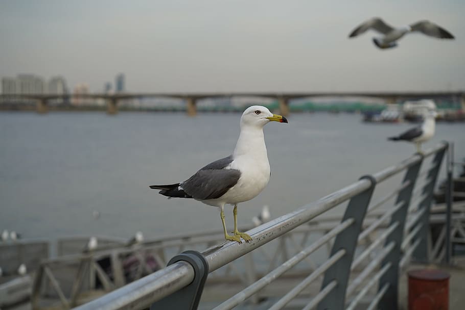 han river, seagull, picnic, outing, seoul, birds, vertebrate HD wallpaper