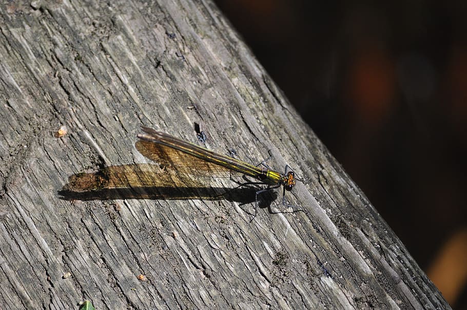 Damselfly, Dragonfly, Insect, Wing, wildlife, bug, small, delicate HD wallpaper