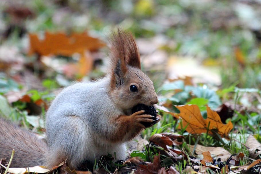 gray and brown squirrel, red squirrel, nibbles, walnut, animal HD wallpaper