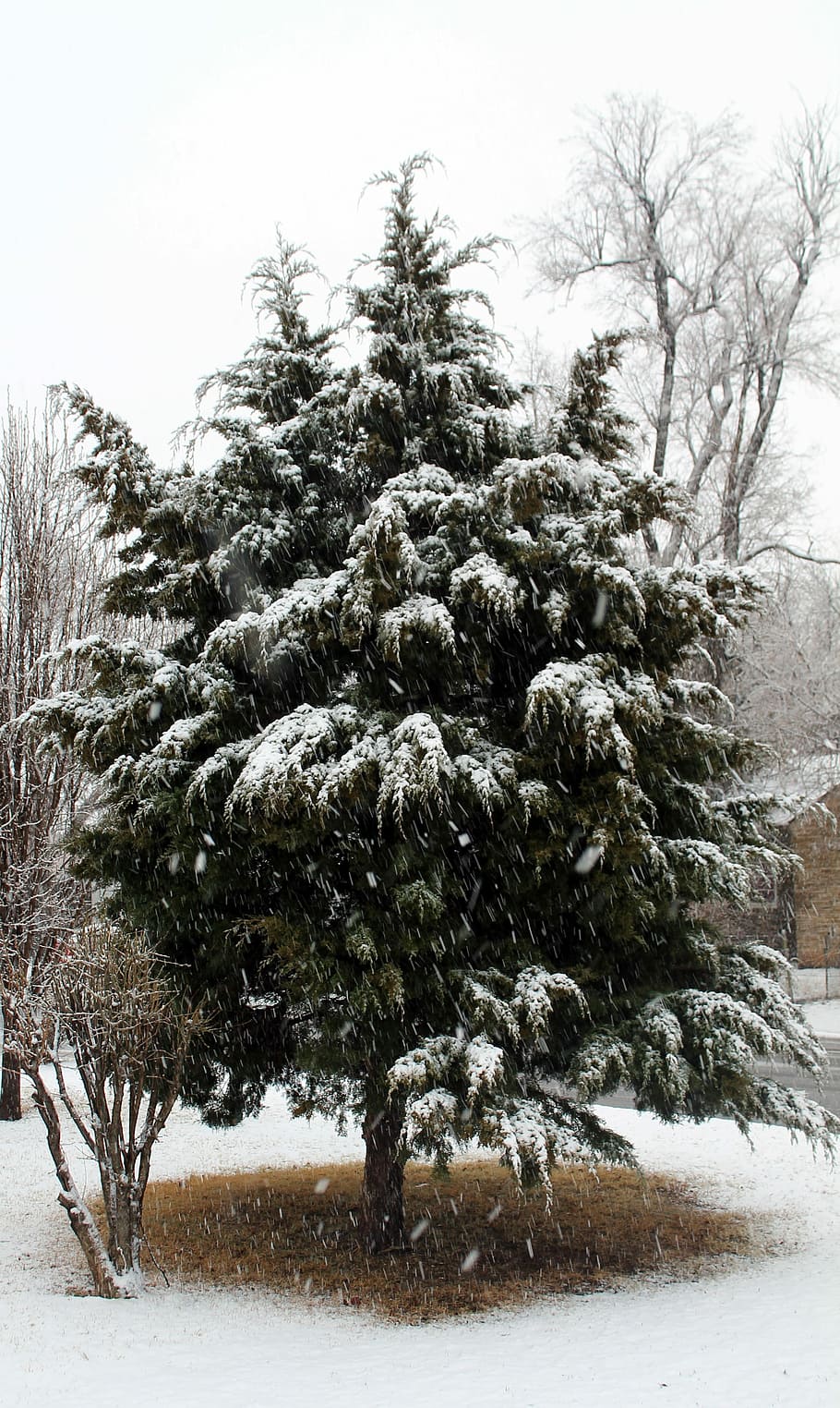 Snow, Cedar, Tree, Winter, Cold, midwest city, oklahoma, cold temperature HD wallpaper