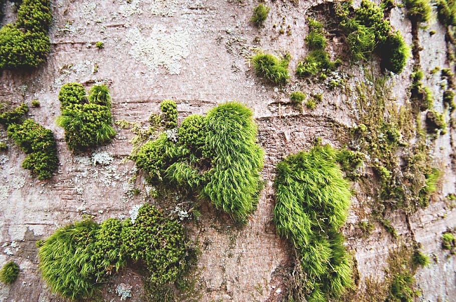 wood, summer, garden, moss, bark, botanical, close-up, daylight HD wallpaper