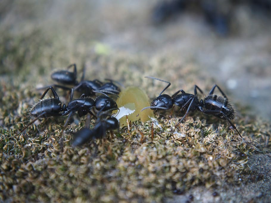 ants, nature, insect, thread, close-up, animal, macro, animal wildlife HD wallpaper