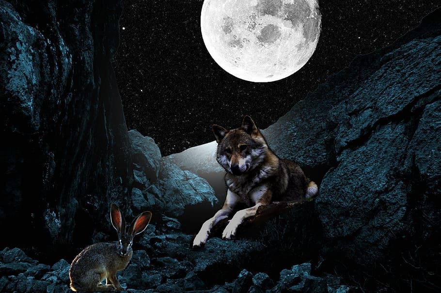 brown wolf lying beside rodent on rock formation under full moon