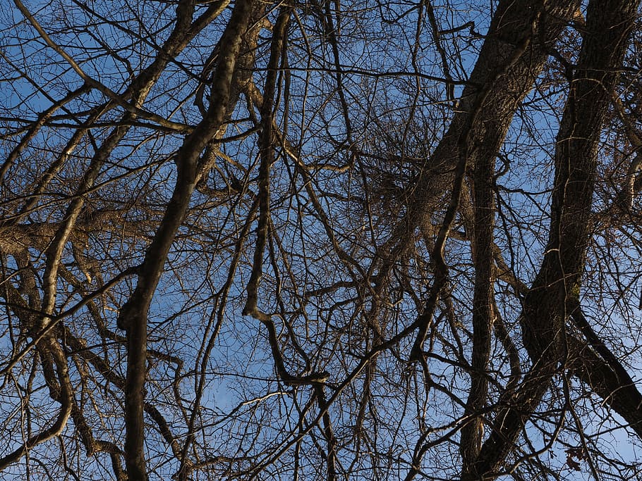 trees, branches, aste, canopy, bare tree, sky, low angle view HD wallpaper