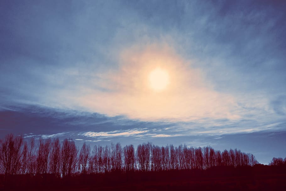 landscape photography of tree under sun, sunset, sunlight, evening HD wallpaper