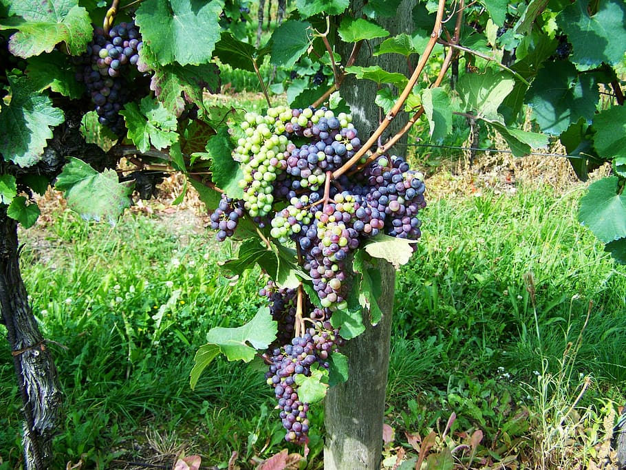 grape, fruit, cluster crop, growth, food and drink, plant, healthy eating HD wallpaper