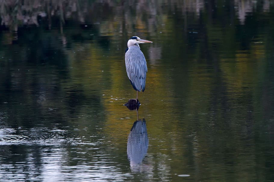 waters, bird, pond, reflection, gray heron, animal themes, vertebrate HD wallpaper