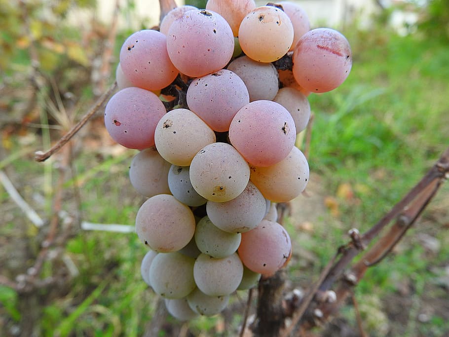 grapes, vine, grapevine, food, food and drink, plant, healthy eating HD wallpaper