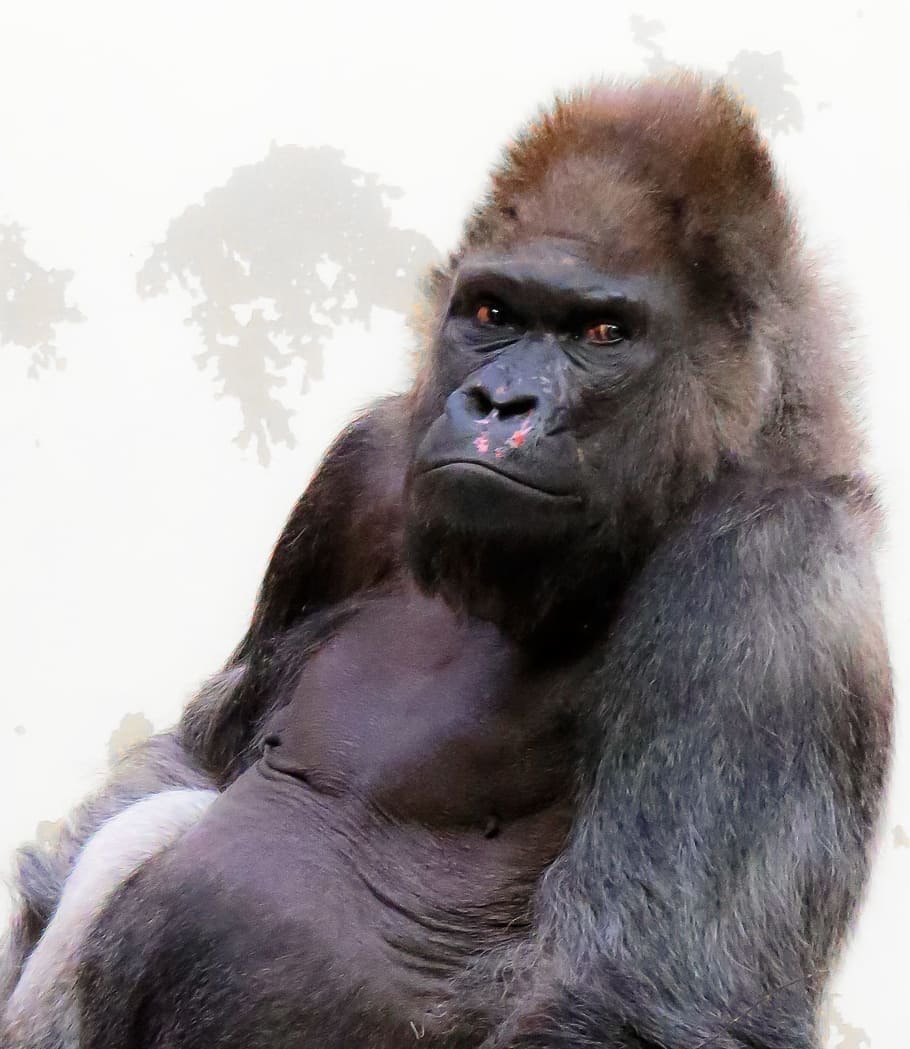 Animal, Monkey, Gorilla, Sit, View, watch, chef, boss, ernst HD wallpaper