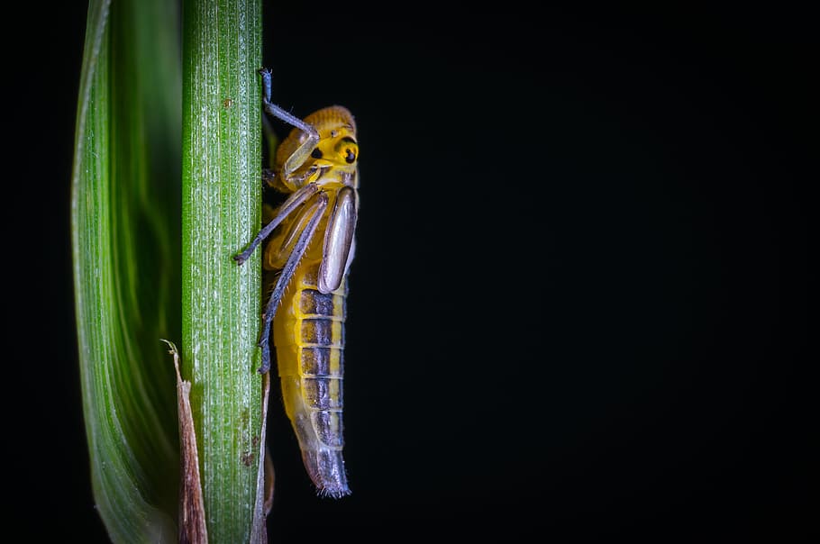 insect, no one, bespozvonochnoe, living nature, for ordinary high rot leafhopper