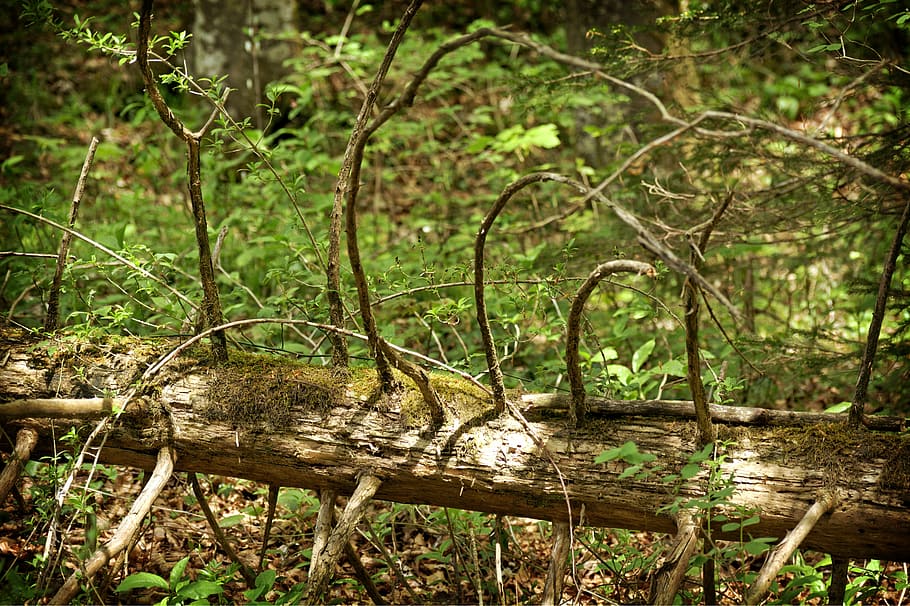 log, tree, old, nature, wood, moss, dead plant, kahl, weathered HD wallpaper