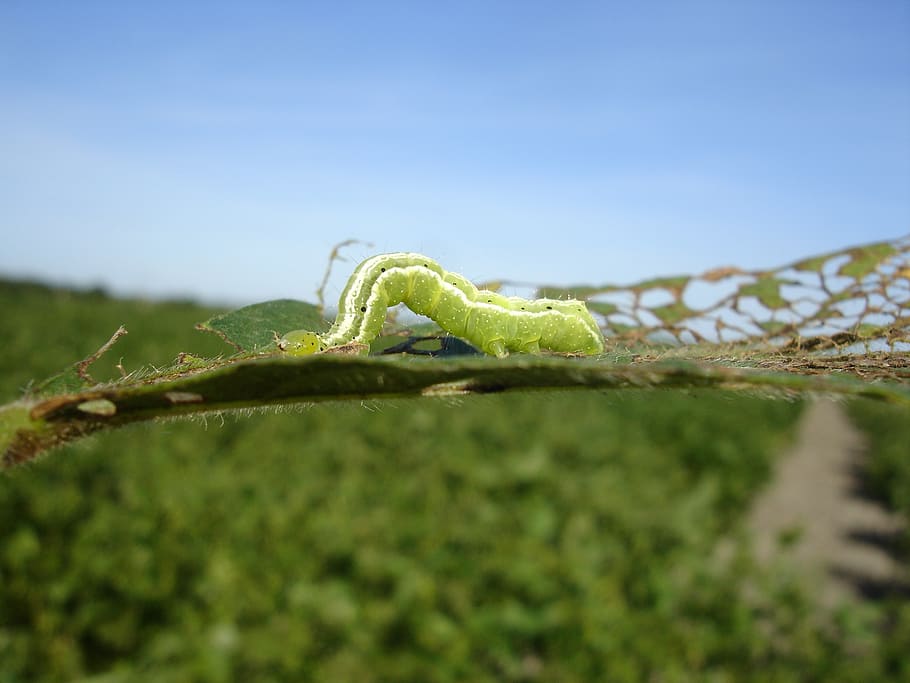 worm, larva, green, soy, soybean, leaf, nature, plant, insects in plant HD wallpaper