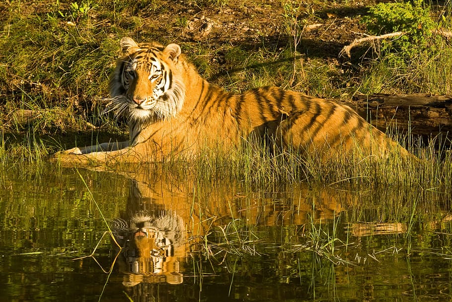 Tiger resting on a water hole, siberian tiger, tiger reflection, HD wallpaper