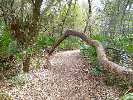 trail, hiking, tree, nature, forest, park, adventure, path HD wallpaper