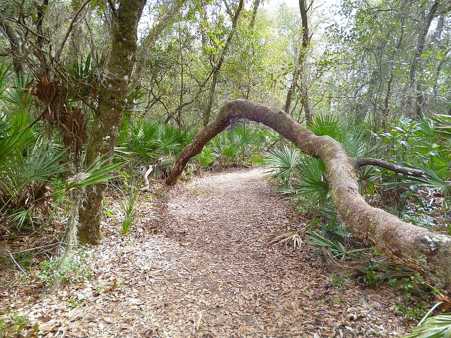 trail, hiking, tree, nature, forest, park, adventure, path HD wallpaper