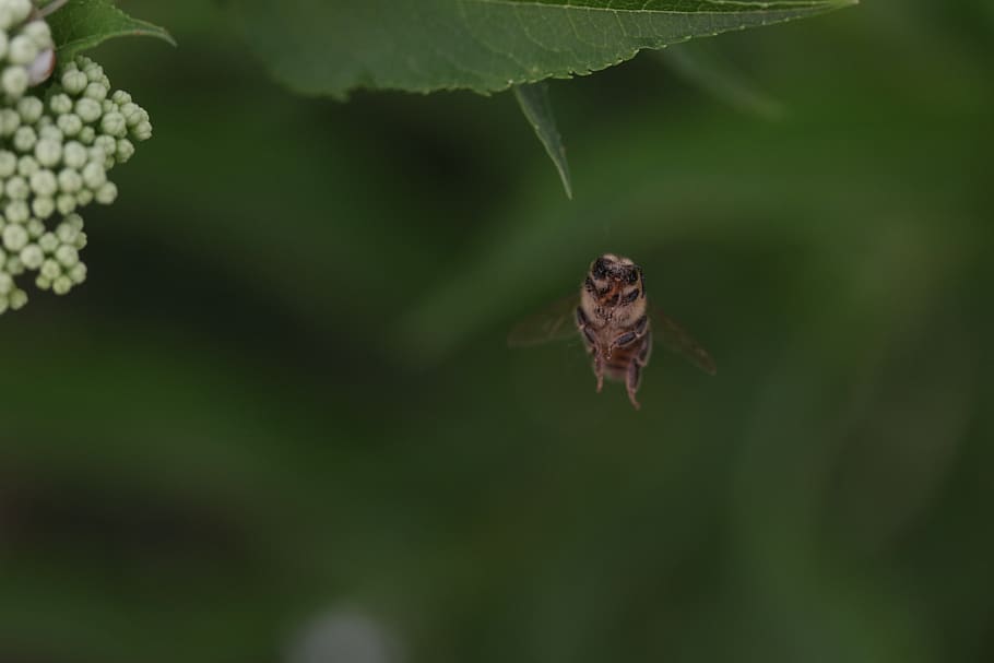 bee, wings, insecta, flight, nature, leaf, plant part, animals in the wild HD wallpaper