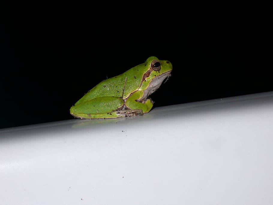 tree frog, green, nature, one animal, animal themes, animal wildlife HD wallpaper