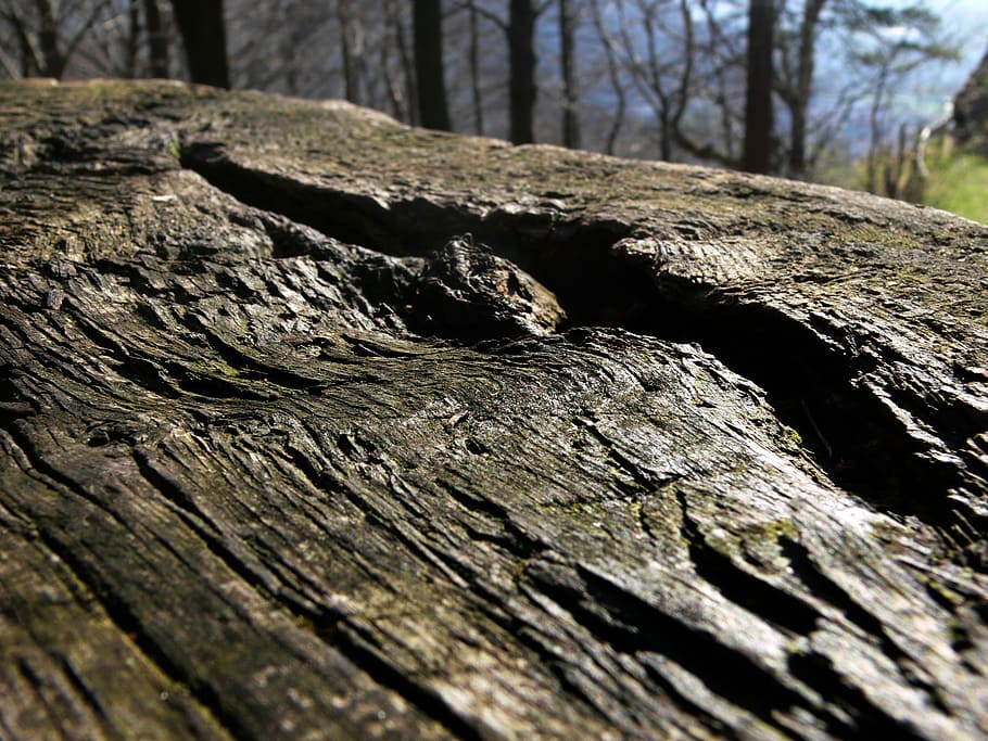 log, lying, oak, weathered, forest, nature, waldsterben, death HD wallpaper