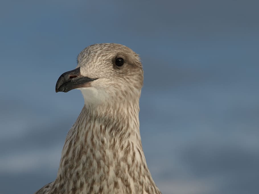 seagull, bird, sky, flying, animal, wildlife, flight, blue HD wallpaper