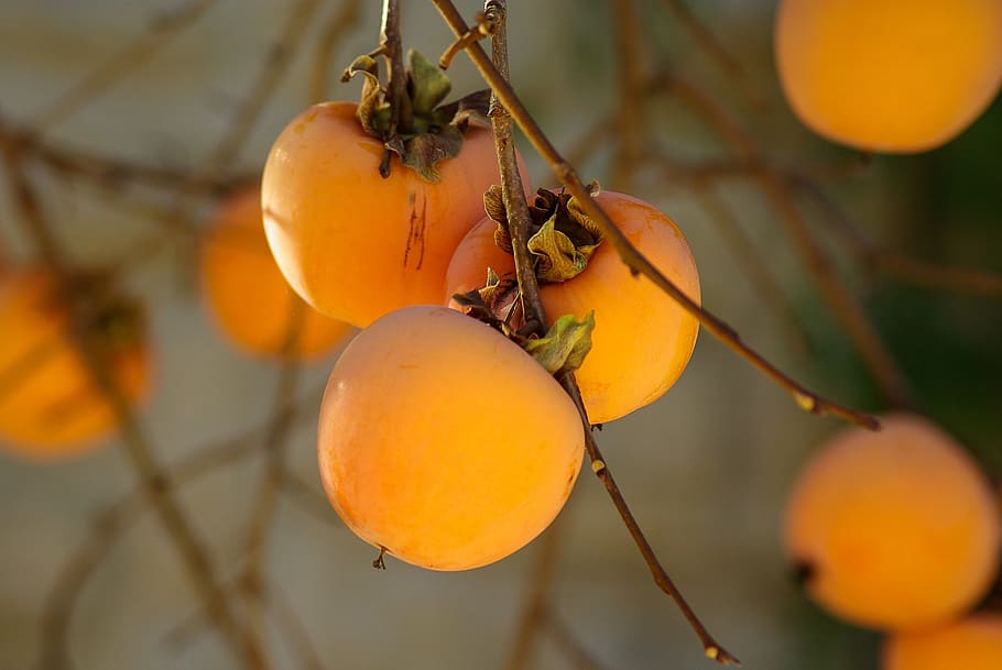 round yellow fruits, Khaki, Fall, Persimmon, orange color, food and drink HD wallpaper