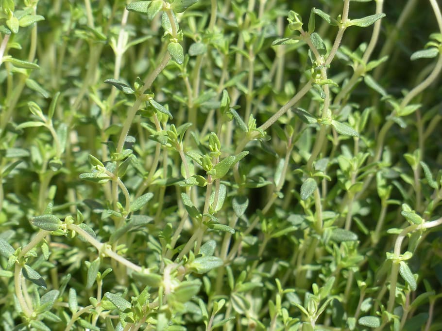selective focus photography of green plant, Thyme, Real, Kitchen HD wallpaper