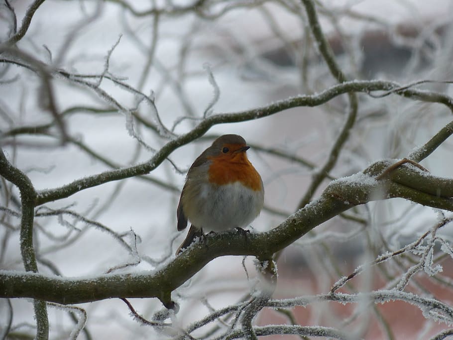 robin, bird, nature, cold, winter, gel, snow, branch, tree HD wallpaper