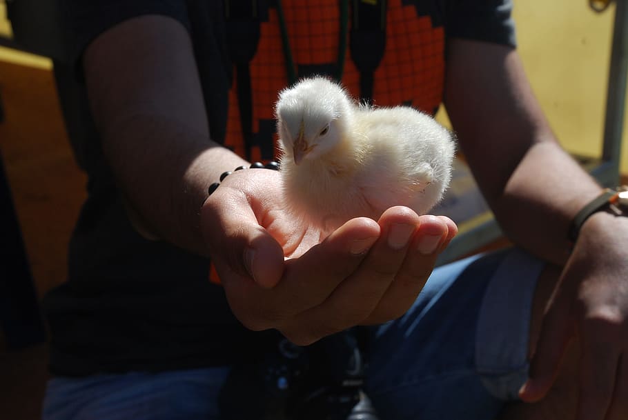 chick, easter, baby, spring, bird, life, mammal, pets, domestic HD wallpaper