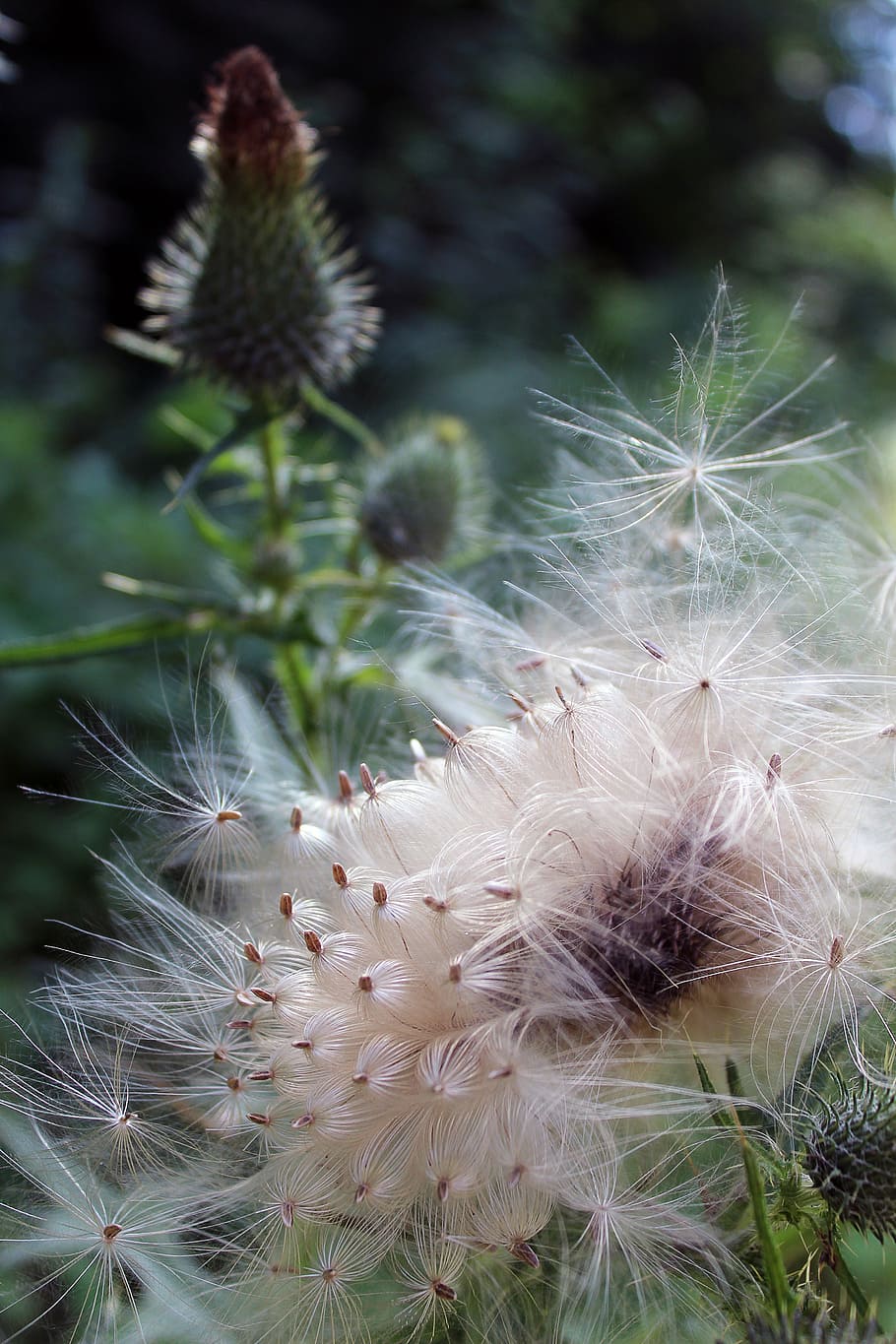 thistle, seeds, slightly, nature, faded, cactus, plant, thorn HD wallpaper