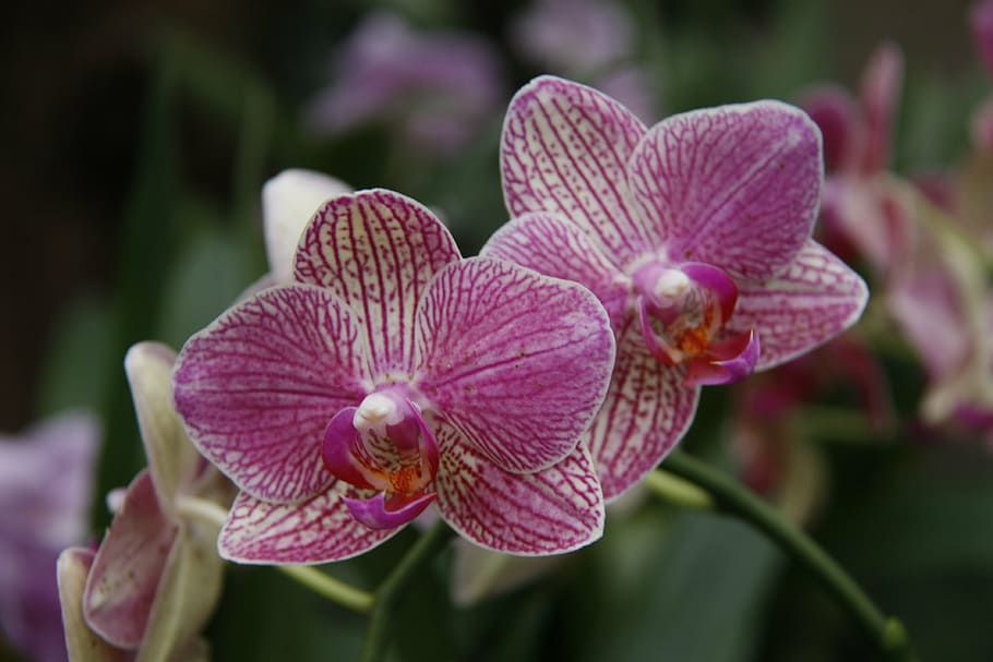 orchid, phalaenopsis, garden, flower, flowering plant, beauty in nature, HD...