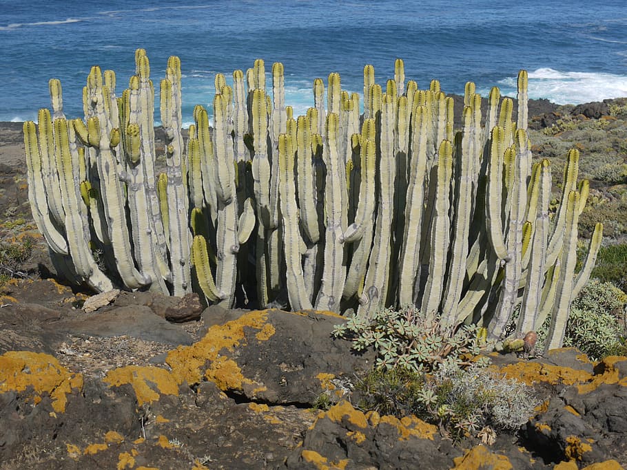 Spurge Family, Tenerife, Cactus, similar to cacti, succulent, HD wallpaper