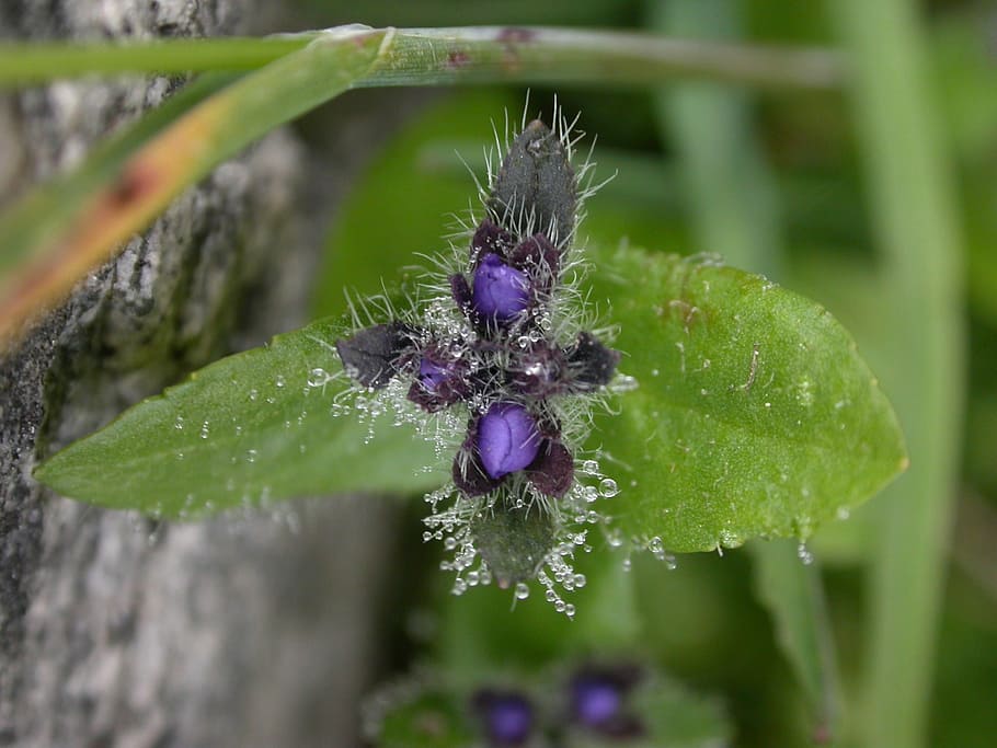 Dew, Meadow, Plant, meadow dew, flower, purple, nature, green color HD wallpaper