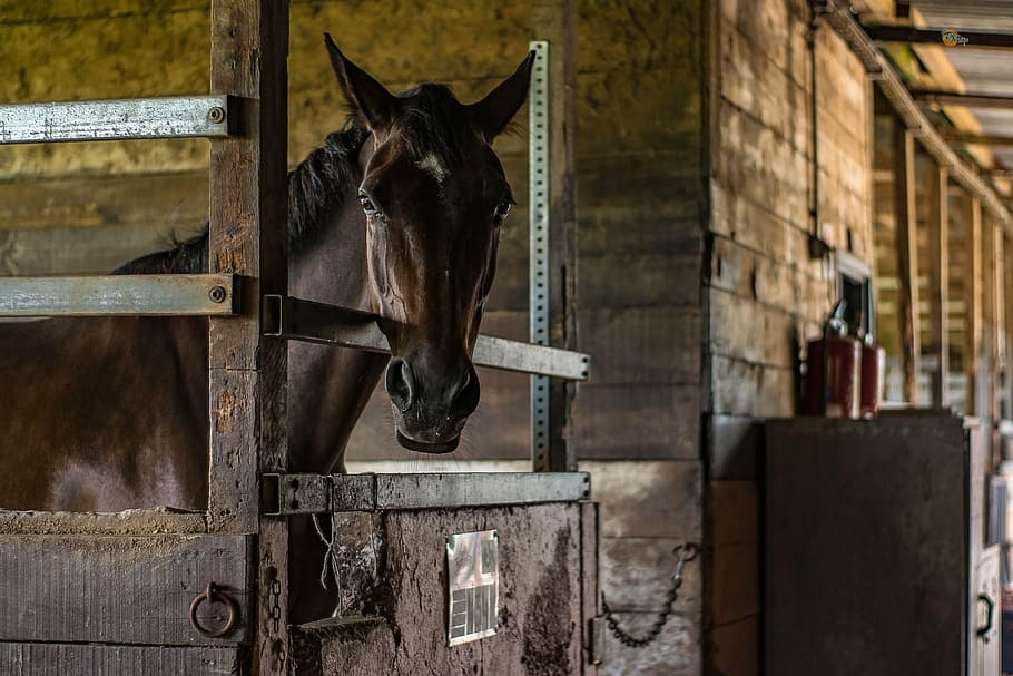 brown house inside ranch, horse, horses, animal, horseback riding, HD wallpaper