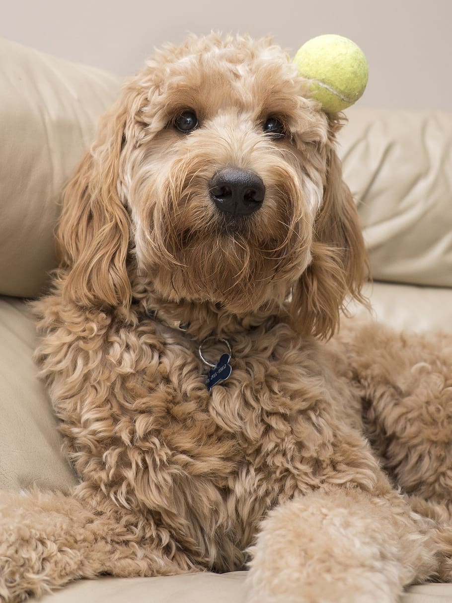 doodle and ball, pets, domestic, dog, domestic animals, canine HD wallpaper