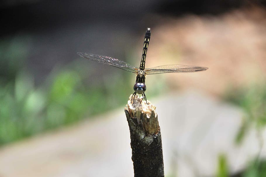 dragon fly, insect, bug, dragonfly, nature, green, wing, life HD wallpaper