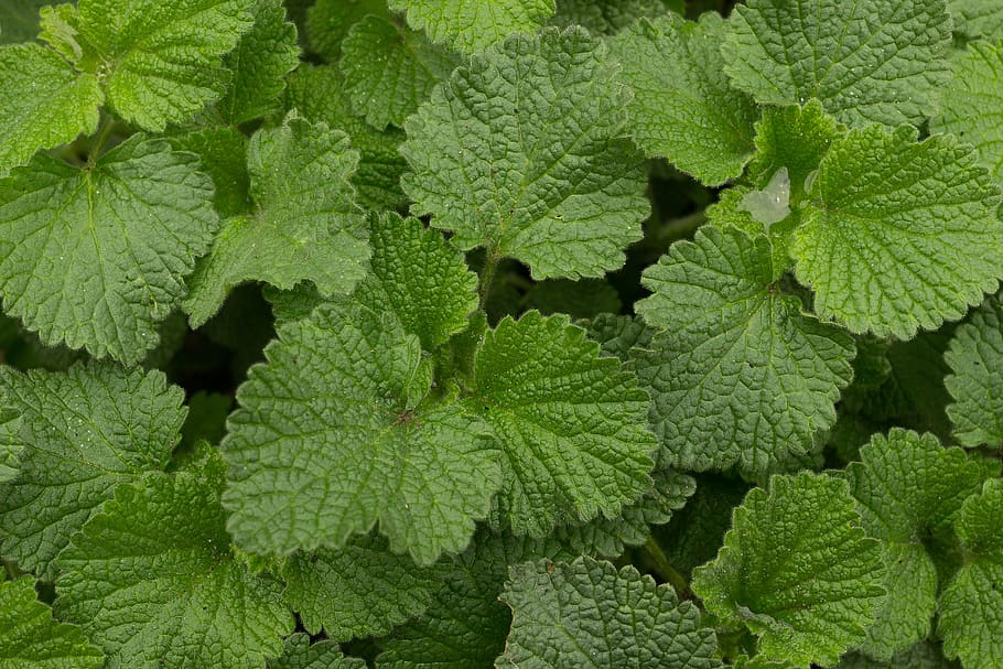 background, texture, greens, summer, spring, handsomely, nature HD wallpaper