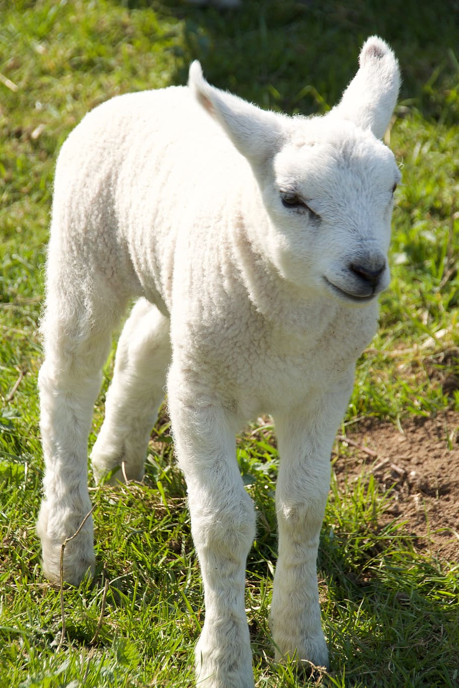 Spring, Lambs, Sheep, Young, Animal, pasture, outdoor life HD wallpaper