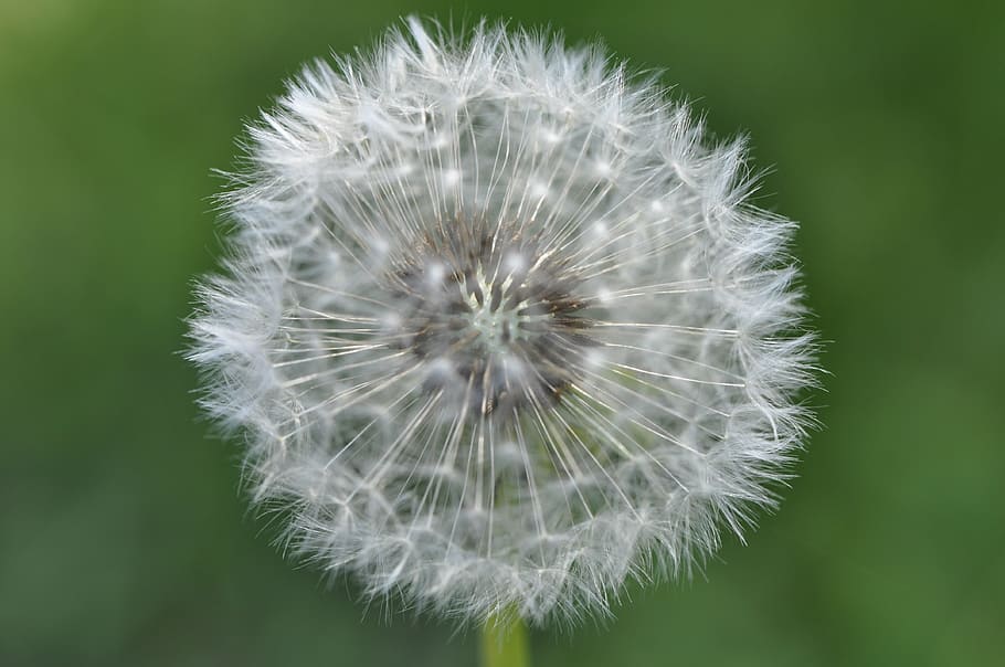 dandelion, macro, seeds, summer, flower, close, pointed flower HD wallpaper